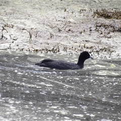 Fulica atra (Eurasian Coot) at Fyshwick, ACT - 5 Nov 2024 by MatthewFrawley