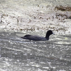 Fulica atra at Fyshwick, ACT - 5 Nov 2024