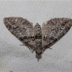 Phrissogonus laticostata (Apple looper moth) at Higgins, ACT - 4 Nov 2024 by AlisonMilton