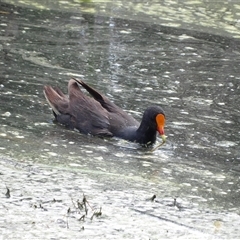 Gallinula tenebrosa (Dusky Moorhen) at Fyshwick, ACT - 5 Nov 2024 by MatthewFrawley