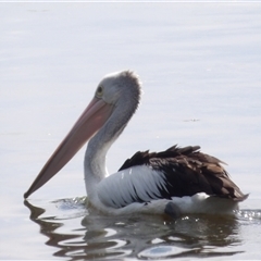 Pelecanus conspicillatus (Australian Pelican) at Fyshwick, ACT - 5 Nov 2024 by MatthewFrawley