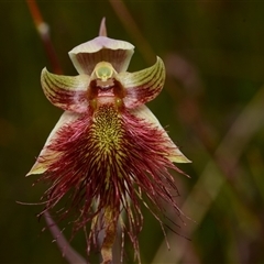 Calochilus paludosus (Strap Beard Orchid) at Oallen, NSW - 2 Nov 2024 by BB23