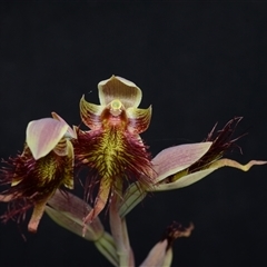 Calochilus paludosus at Oallen, NSW - 2 Nov 2024