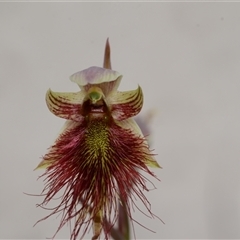 Calochilus paludosus at Oallen, NSW - 2 Nov 2024