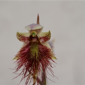 Calochilus paludosus at Oallen, NSW - suppressed