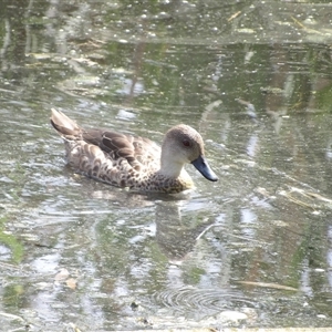 Anas gracilis at Fyshwick, ACT - 5 Nov 2024