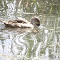 Anas gracilis at Fyshwick, ACT - 5 Nov 2024 03:24 PM