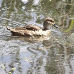 Anas gracilis at Fyshwick, ACT - 5 Nov 2024