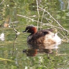 Tachybaptus novaehollandiae (Australasian Grebe) at Fyshwick, ACT - 6 Nov 2024 by MatthewFrawley