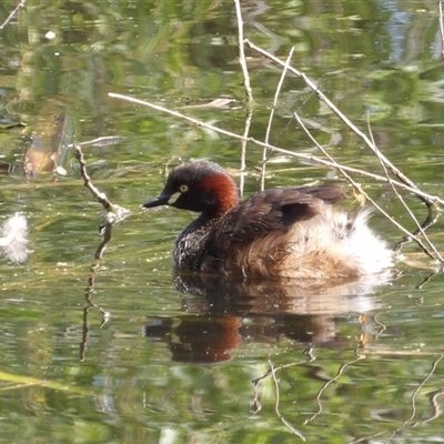 Tachybaptus novaehollandiae (Australasian Grebe) at Fyshwick, ACT - 5 Nov 2024 by MatthewFrawley