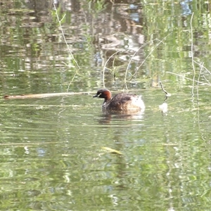 Tachybaptus novaehollandiae at Fyshwick, ACT - 6 Nov 2024