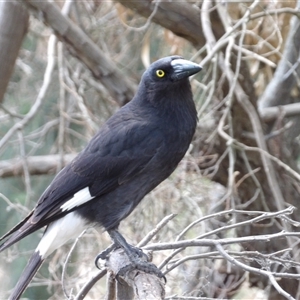 Strepera graculina at Fyshwick, ACT - 5 Nov 2024