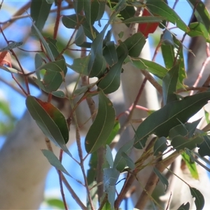 Eucalyptus viminalis subsp. viminalis at Wollogorang, NSW - 5 Nov 2024 02:37 PM