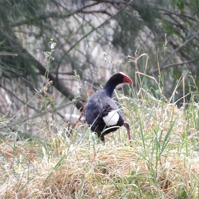 Porphyrio melanotus (Australasian Swamphen) at Fyshwick, ACT - 5 Nov 2024 by MatthewFrawley