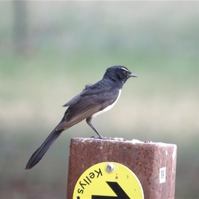 Rhipidura leucophrys (Willie Wagtail) at Fyshwick, ACT - 5 Nov 2024 by MatthewFrawley