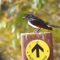 Rhipidura leucophrys at Fyshwick, ACT - 6 Nov 2024