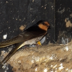 Hirundo neoxena (Welcome Swallow) at Fyshwick, ACT - 5 Nov 2024 by MatthewFrawley