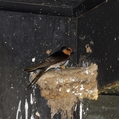 Hirundo neoxena at Fyshwick, ACT - 5 Nov 2024