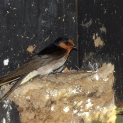 Hirundo neoxena at Fyshwick, ACT - 5 Nov 2024 02:59 PM