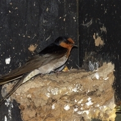 Hirundo neoxena at Fyshwick, ACT - 5 Nov 2024