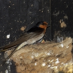 Hirundo neoxena at Fyshwick, ACT - 5 Nov 2024