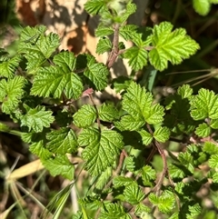 Rubus parvifolius (Native Raspberry) at Wollogorang, NSW - 5 Nov 2024 by lbradley