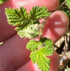 Rubus parvifolius at Wollogorang, NSW - 5 Nov 2024