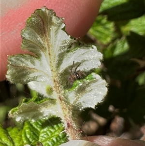 Rubus parvifolius at Wollogorang, NSW - 5 Nov 2024