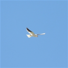 Elanus axillaris (Black-shouldered Kite) at Fyshwick, ACT - 5 Nov 2024 by MatthewFrawley