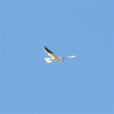 Elanus axillaris (Black-shouldered Kite) at Fyshwick, ACT - 5 Nov 2024 by MatthewFrawley