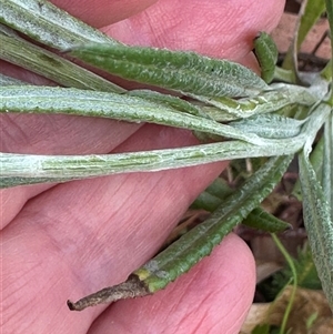 Senecio campylocarpus at Wollogorang, NSW - 6 Nov 2024 02:19 AM