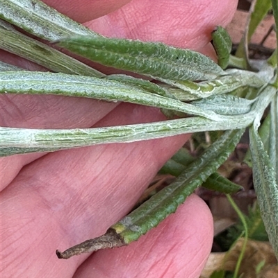 Senecio campylocarpus (Swamp Cotton Fireweed) at Wollogorang, NSW - 5 Nov 2024 by lbradley