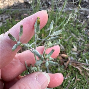 Senecio campylocarpus at Wollogorang, NSW - 6 Nov 2024 02:19 AM