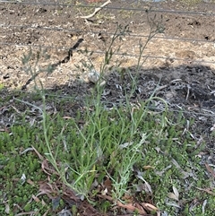 Senecio campylocarpus at Wollogorang, NSW - 6 Nov 2024 02:19 AM