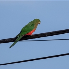 Alisterus scapularis (Australian King-Parrot) at Higgins, ACT - 8 Sep 2024 by AlisonMilton