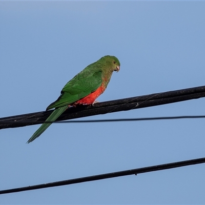 Alisterus scapularis (Australian King-Parrot) at Higgins, ACT - 7 Sep 2024 by AlisonMilton