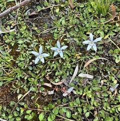 Isotoma fluviatilis subsp. australis (Swamp Isotome) at Wollogorang, NSW - 5 Nov 2024 by lbradley