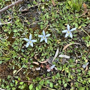 Isotoma fluviatilis subsp. australis at Wollogorang, NSW - 5 Nov 2024