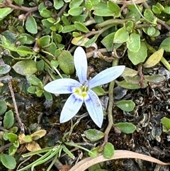 Isotoma fluviatilis subsp. australis at Wollogorang, NSW - 5 Nov 2024