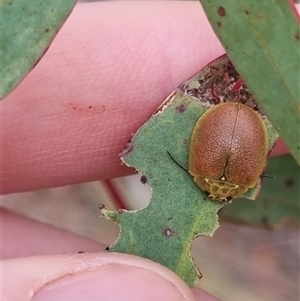 Paropsis porosa at Bungendore, NSW - 4 Nov 2024