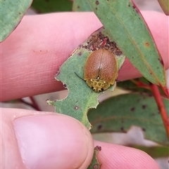 Paropsis porosa at Bungendore, NSW - 4 Nov 2024