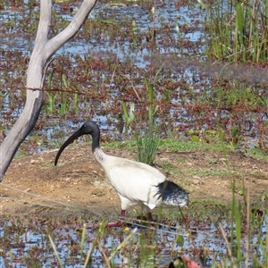 Threskiornis molucca at Wollogorang, NSW - 5 Nov 2024 02:44 PM