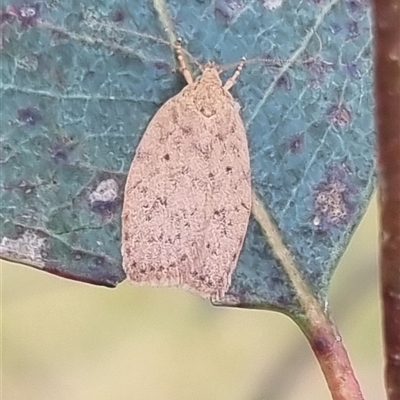 Garrha repandula (a Concealer Moth) at Gunning, NSW - 5 Nov 2024 by clarehoneydove