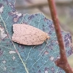 Garrha repandula at Gunning, NSW - 5 Nov 2024