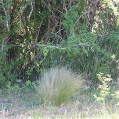 Nassella trichotoma (Serrated Tussock) at Wollogorang, NSW - 5 Nov 2024 by lbradley