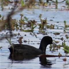 Fulica atra (Eurasian Coot) at Wollogorang, NSW - 5 Nov 2024 by lbradley