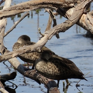 Anas gracilis at Wollogorang, NSW - 5 Nov 2024 02:13 PM