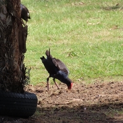 Porphyrio melanotus (Australasian Swamphen) at Wollogorang, NSW - 6 Nov 2024 by lbradley