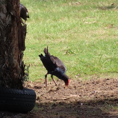 Porphyrio melanotus (Australasian Swamphen) at Wollogorang, NSW - 5 Nov 2024 by lbradley