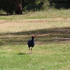 Porphyrio melanotus at Wollogorang, NSW - 6 Nov 2024